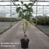 Magnolia 'Rose Marie' -Cheap Tree Foliage Store MAGN ROSEMARIE S45861