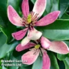 Magnolia Hybrid 'Stellar Ruby' 1 Magnolia Hybrid 'Stellar Ruby' -Cheap Tree Foliage Store MAGN STELLARRU S51411
