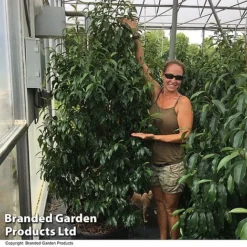 Magnolia Hybrid 'Stellar Ruby' -Cheap Tree Foliage Store MAGN STELLARRU S51415