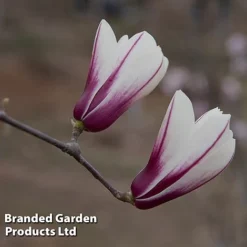 Magnolia Denudata 'Sunrise Beauty' -Cheap Tree Foliage Store MAGN SUNRISEBE S51775