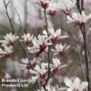Magnolia Denudata 'Sunrise Beauty' -Cheap Tree Foliage Store MAGN SUNRISEBE S51776