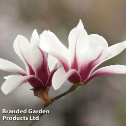 Magnolia Denudata 'Sunrise Beauty' -Cheap Tree Foliage Store MAGN SUNRISEBE S51777