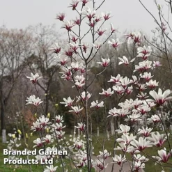 Magnolia Denudata 'Sunrise Beauty' -Cheap Tree Foliage Store MAGN SUNRISEBE S51778