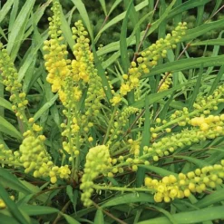 Mahonia 'Soft Caress' -Cheap Tree Foliage Store MAHO T46090 A h