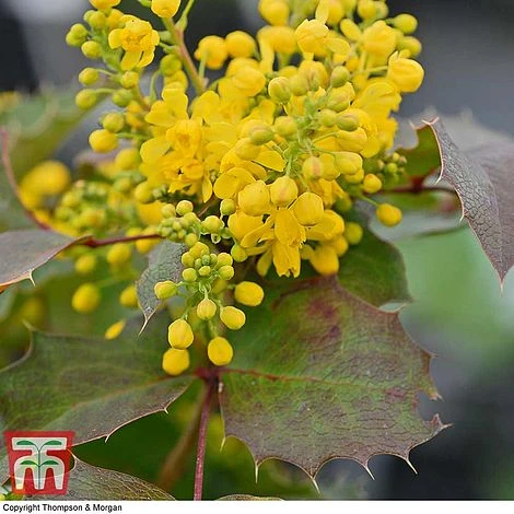 Mahonia Aquifolium 'Apollo' 4 Mahonia Aquifolium 'Apollo' - Image 2