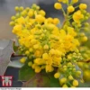 Mahonia Aquifolium 'Apollo' -Cheap Tree Foliage Store MAHO T66349 D