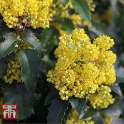 Mahonia Aquifolium 'Apollo' 9 Mahonia Aquifolium 'Apollo' -Cheap Tree Foliage Store MAHO T66349 E