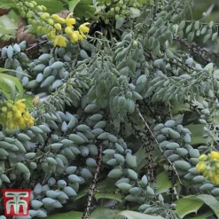 Mahonia X Media 'Charity' -Cheap Tree Foliage Store MAHO TJ58936 B
