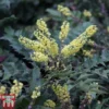 Mahonia Japonica 'Hivernant' -Cheap Tree Foliage Store MAHO TKA3248 B