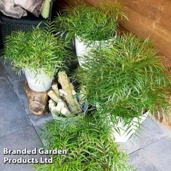 Mahonia 'Soft Caress' -Cheap Tree Foliage Store MAHO SOFTCARES U43356