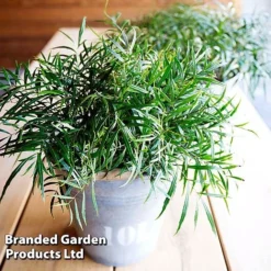 Mahonia 'Soft Caress' -Cheap Tree Foliage Store MAHO SOFTCARES U43357