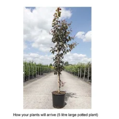 Crab Apple 'Coccinella' 5 Crab Apple 'Coccinella' -Cheap Tree Foliage Store MALU T68417 B h