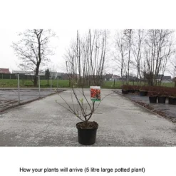 Crab Apple 'Evereste' -Cheap Tree Foliage Store MALU T68421 B h