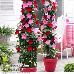 Mandevilla 'Sundaville Collection'