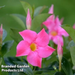 Mandevilla 'Sundaville Collection' 8 Mandevilla 'Sundaville Collection' -Cheap Tree Foliage Store MAND BLOOMPINK L31741