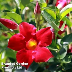 Mandevilla 'Sundaville Collection' 9 Mandevilla 'Sundaville Collection' -Cheap Tree Foliage Store MAND BLOOMRED L31743