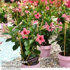 Mandevilla 'Sundaville Flamingo Pink' -Cheap Tree Foliage Store MAND FLAMPINK T40933