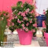 Mandevilla 'Sundaville Flamingo Pink' -Cheap Tree Foliage Store MAND FLAMPINK T40934