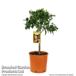 Mandarin Citrus Plant -Cheap Tree Foliage Store MAND ORANGE5L T48380