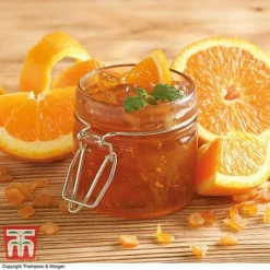 The Marmalade Collection - Gift