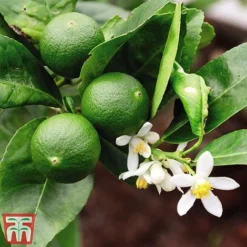 The Marmalade Collection - Gift -Cheap Tree Foliage Store MARM KC5987 B