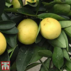 The Marmalade Collection - Gift -Cheap Tree Foliage Store MARM KC5987 C