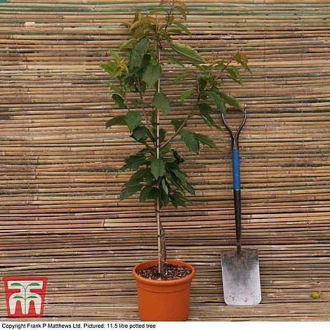 Cherry 'Summer Sun' 5 Cherry 'Summer Sun' - Image 3