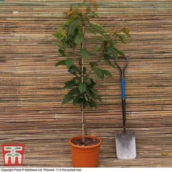 Cherry 'Morello' -Cheap Tree Foliage Store MATT CHERRY DEL G7