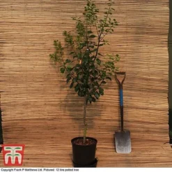 Gage 'Old Greengage' -Cheap Tree Foliage Store MATT GAGE DEL G1