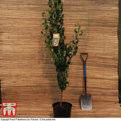 Pear 'Conference' 9 Pear 'Conference' -Cheap Tree Foliage Store MATT PEAR 12L DEL G6