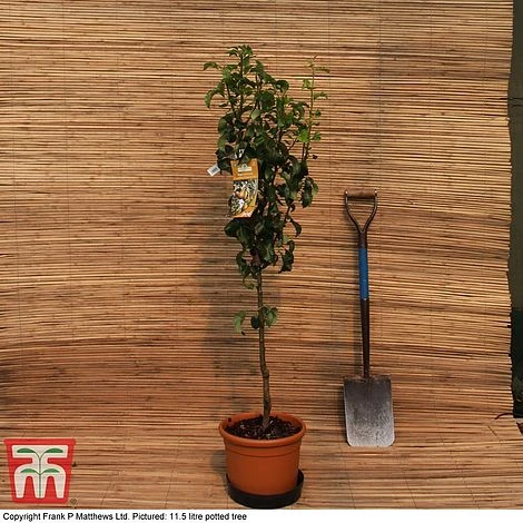 Pear 'Beurré Hardy' 4 Pear 'Beurré Hardy' - Image 2