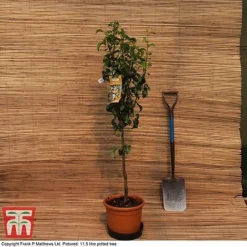 Pear 'Doyenné Du Comice' -Cheap Tree Foliage Store MATT PEAR PATIO 11 5L DEL G2