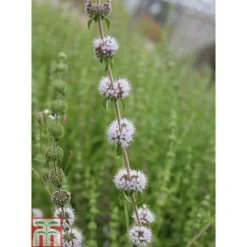 Mentha Pulegium (Marginal Aquatic) -Cheap Tree Foliage Store MENT T78348 C h