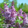 Syringa 'Michael Buckner' -Cheap Tree Foliage Store MICHAELBUCKNER KC5282 A