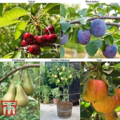 Fruit Tree Collection (Mini Fruit Tree) -Cheap Tree Foliage Store MINI T56849 A