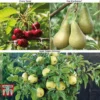 Fruit Tree Collection (Mini Fruit Tree) -Cheap Tree Foliage Store MINI T56849 A2