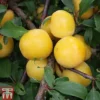 Plum 'Mirabelle Golden Sphere' -Cheap Tree Foliage Store MIRA TKA1925 A