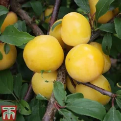 Plum 'Mirabelle Golden Sphere'