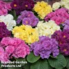 Primrose 'Queen Mixed' -Cheap Tree Foliage Store MIXE PRIMQUEEN