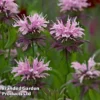 Monarda 'Beauty Of Cobham' -Cheap Tree Foliage Store MON 64420 A