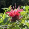 Monarda 'Croftway Pink' 2 Monarda 'Croftway Pink' -Cheap Tree Foliage Store MONA 64424 A