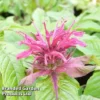 Monarda 'Mahogany' -Cheap Tree Foliage Store MONA KA5873 A