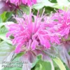 Monarda Didyma 'Balmy Purple' -Cheap Tree Foliage Store MONA KC9172 A