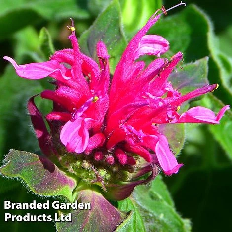 Monarda Didyma 'Pink Lace' 3 Monarda Didyma 'Pink Lace'