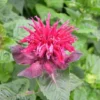 Monarda 'Fireball' -Cheap Tree Foliage Store MONA T64428 A h