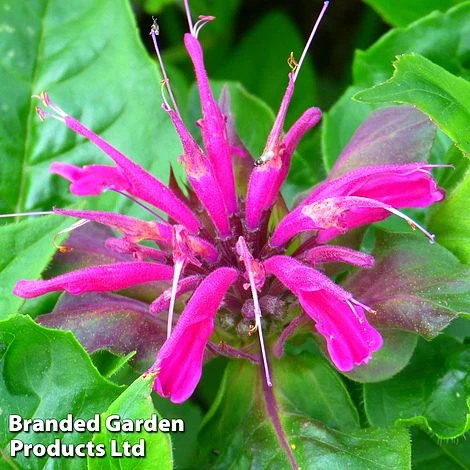 Monarda 'Mohawk' 3 Monarda 'Mohawk'