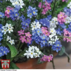 Forget-Me-Not Mixed -Cheap Tree Foliage Store MYOS TKA7245 C