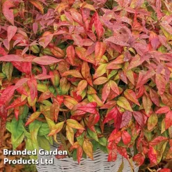 Evergreen Patio Shrub Collection -Cheap Tree Foliage Store NAND BLUSHPINK S08545