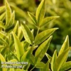 Nandina Domestica 'Brightlight' -Cheap Tree Foliage Store NAND BRIGHTLIG L30385