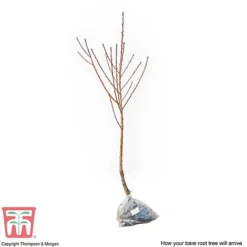 Nectarine 'Fantasia' -Cheap Tree Foliage Store NECT CWW3225 C